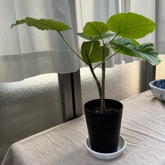 ウンベラータの画像