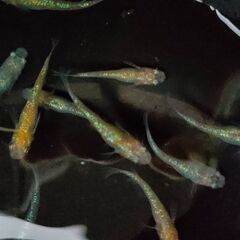 【めだか】夜桜　おまけ込み10匹セット、昨年産まれの画像
