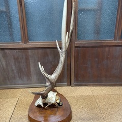 鹿の角 頭蓋骨 インテリア オブジェ の画像