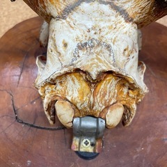 鹿の角 頭蓋骨 インテリア オブジェ の画像