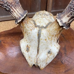 鹿の角 頭蓋骨 インテリア オブジェ の画像