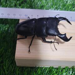 お話し中ダイオウヒラタクワガタ♂単　わけありの画像