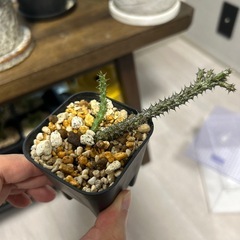 【観葉植物】スタペリアンサス・デカリーの画像