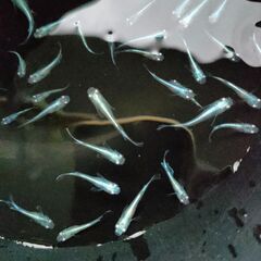 【めだか】　みゆき　稚魚～幼魚おまけ込み10匹セット、今年産まれの画像
