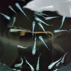 【めだか】　みゆき　稚魚～幼魚おまけ込み10匹セット、今年産まれの画像