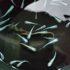 【めだか】　みゆき　稚魚～幼魚おまけ込み10匹セット、今年産まれの画像