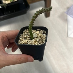 【観葉植物】スタペリアンサス・デカリーの画像
