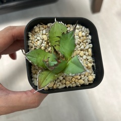 【観葉植物】アガベの画像