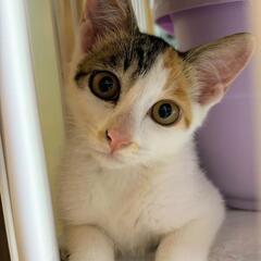 ちょっとビビりのパステルミケのビビちゃん