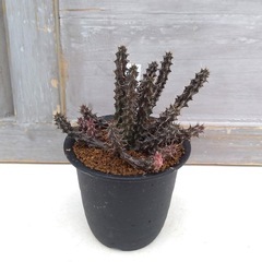 【観葉植物】スタペリアンサス・デカリーの画像