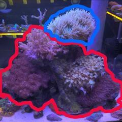 サンゴ付きレイアウトロック　ライブロック　海水魚　マリンアクアリウムの画像