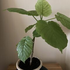 ウンベラータ　観葉植物の画像