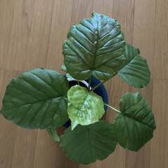 ウンベラータ　観葉植物の画像