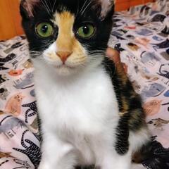 人馴れ抜群なちょっと長毛ミケ　みーや