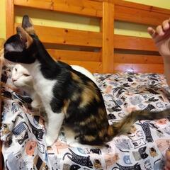 人馴れ抜群なちょっと長毛ミケ　みーや - 猫