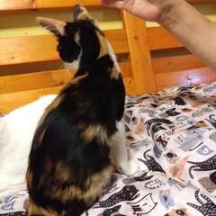 人馴れ抜群なちょっと長毛ミケ　みーや - 豊橋市