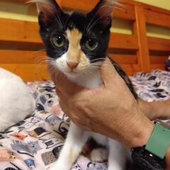 人馴れ抜群なちょっと長毛ミケ　みーや − 愛知県