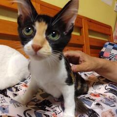 人馴れ抜群なちょっと長毛ミケ　みーや - 里親募集