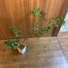 人工観葉植物　フェイクグリーン　インテリア　自然　鋸歯縁の画像