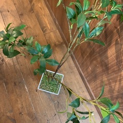 人工観葉植物　フェイクグリーン　インテリア　自然　鋸歯縁の画像