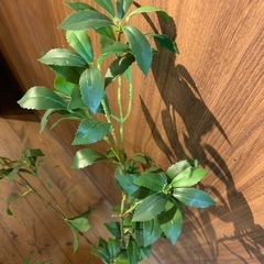 人工観葉植物　フェイクグリーン　インテリア　自然　鋸歯縁の画像