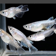 グラディオ×エンゼル(幼魚)-2ペア+雄2の画像