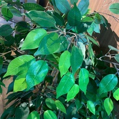 観葉植物　フェイクグリーン　大きめ　インテリア　自然　全縁の画像