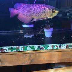熱帯魚、古代魚の画像