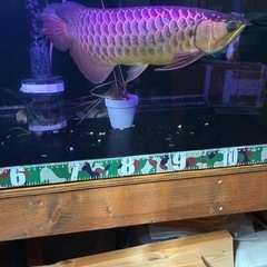 熱帯魚、古代魚の画像