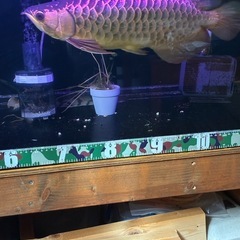 熱帯魚、古代魚の画像