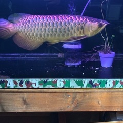 熱帯魚、古代魚の画像