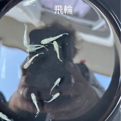 メダカ1000円均一、第二弾の画像