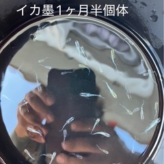 メダカ1000円均一、第二弾の画像