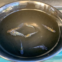 めだかの画像