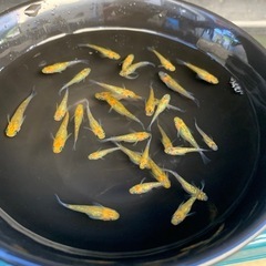 めだかの画像