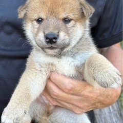 柴犬　仔犬　