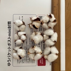 綿の実　コットンフラワー　20個の画像