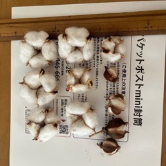 綿の実　コットンフラワー　20個の画像