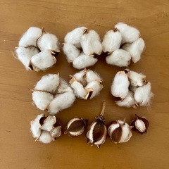 綿の実　コットンフラワー　20個の画像