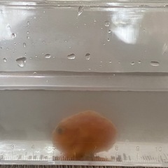 かなりレア！　フウセンウオ　2匹の画像