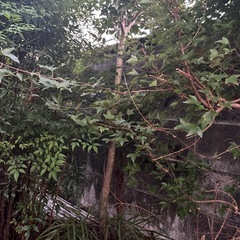 植木お譲りします。の画像