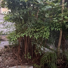 植木お譲りします。の画像
