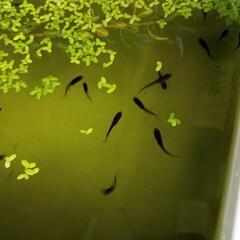 決まりました☆メダカ　稚魚　色々30匹ほどの画像