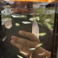 ラメ系メダカ10匹の画像