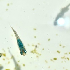 （週末セール）【木もれ陽めだか直系】　めだか　深海　メダカの画像