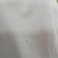 わけありサイズ150Ｔシャツオーガニック洗剤で洗ったの画像