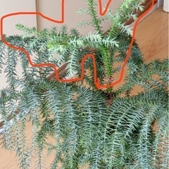 【観葉植物】希少シマナンヨウスギ盆栽風の画像