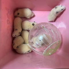 キンクマハムスター