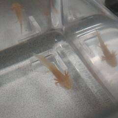 可愛いウーパールーパー　幼体　１体のお値段です。　の画像
