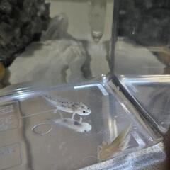可愛いウーパールーパー　幼体　１体のお値段です。　の画像